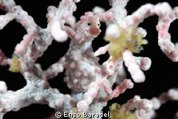 Pigmy sea horse in Cebu by Enzo Baradel 